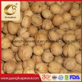 Hot Sale and New Crop Walnut in Shell